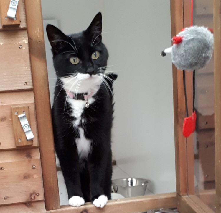 BIRDIE TALKING TO BIG FOOT MOUSE FORM THE LADDER SHELF