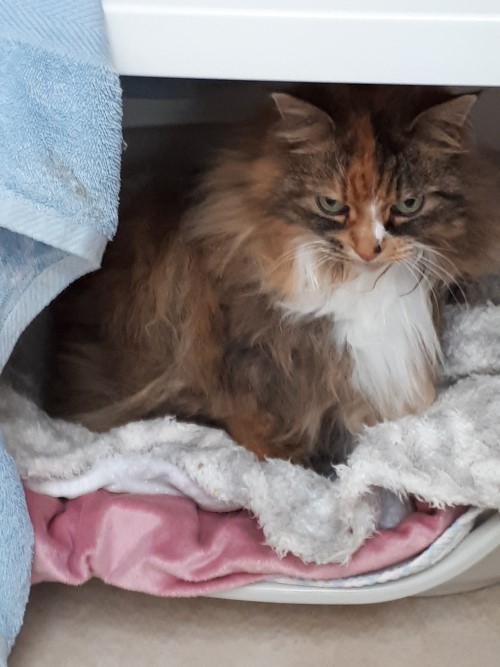 MILLIE HAPPY IN HER BASKET USUALLY HIDDEN BY THE TOWEL