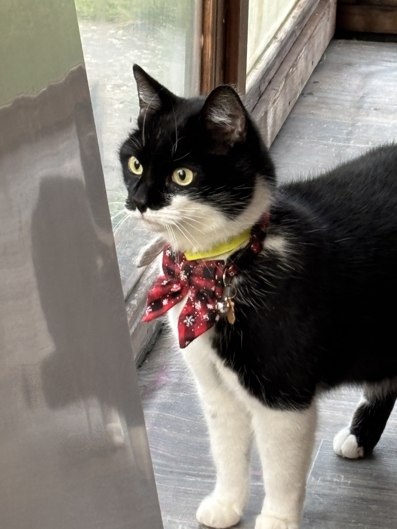 Bobby Bobcat with Christmas box