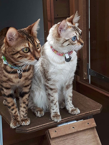 Cats looking out on the garden